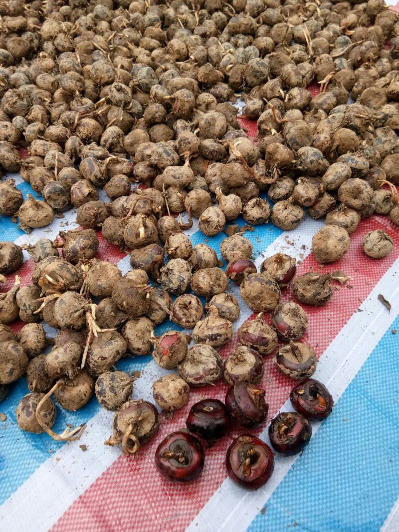 广西精品马蹄荸荠桂蹄3号产地直发货量充足量大从优