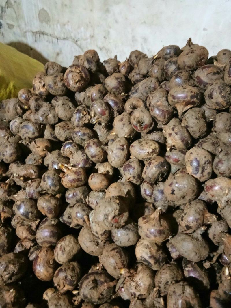 广西精品马蹄荸荠桂蹄3号产地直发货量充足量大从优