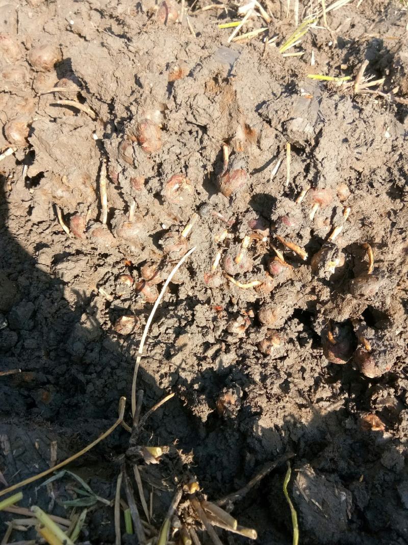 广西钟山精品荸荠马蹄桂蹄三号产地直发货量充足量大