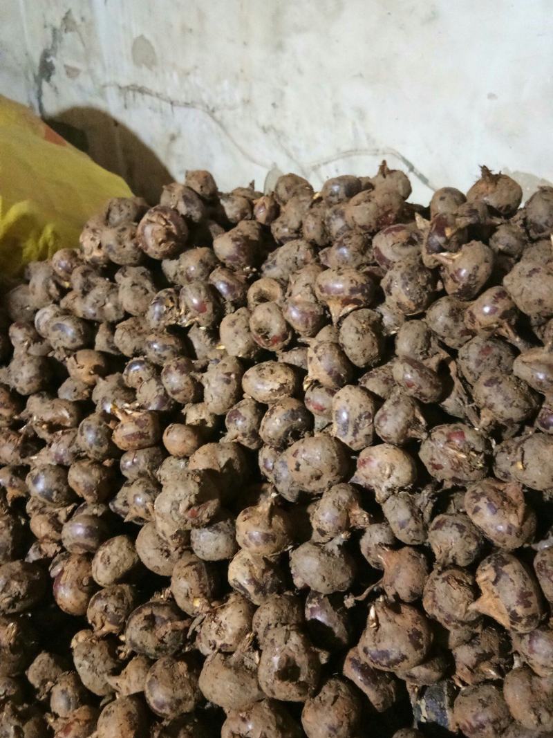 广西钟山精品荸荠马蹄桂蹄三号产地直发货量充足量大