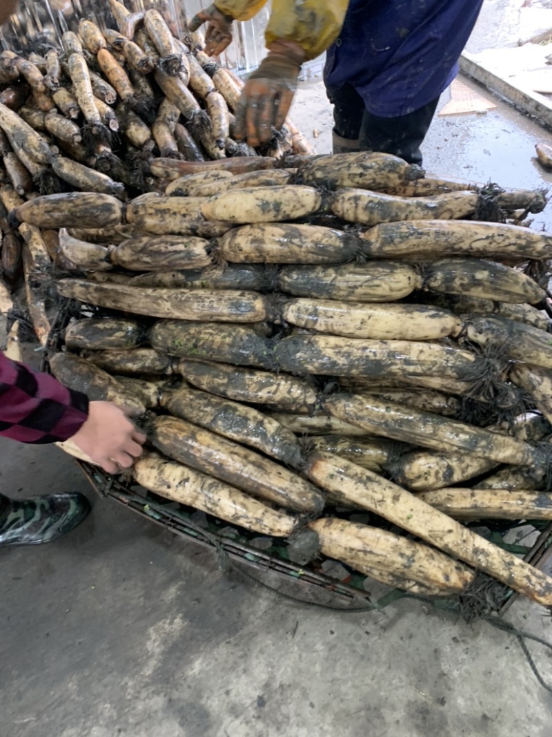 【精选】粉藕（沔城粉藕，洪湖粉藕）真空，带泥，切块