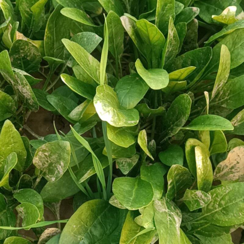 小叶精品菠菜