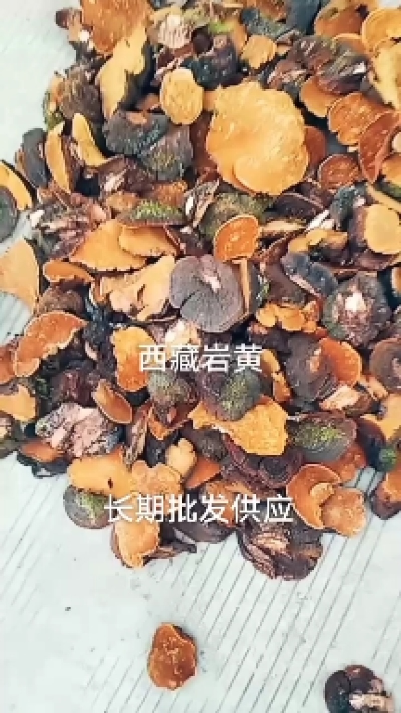 西藏岩桑黄——西藏岩黄