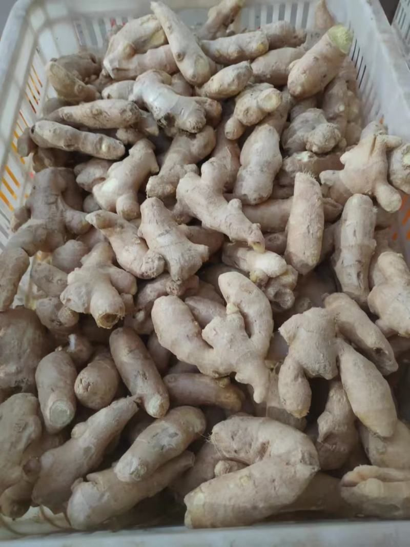 红芽姜供应商大黄姜小黄姜常年供应质量保证