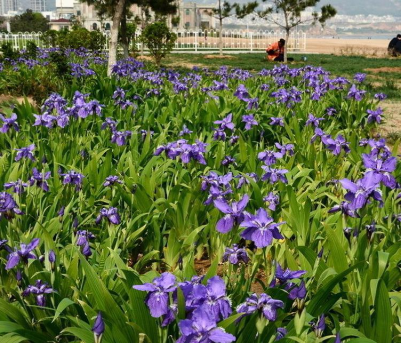 蓝花鸢尾种子蝴蝶兰种子多年生宿根耐湿耐荫湿地绿化公园庭院