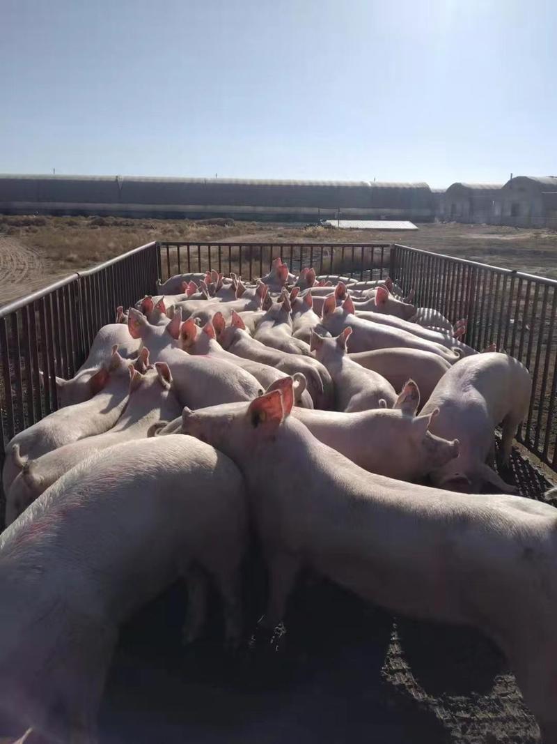公司猪厂直供仔猪母猪配送到家。包成活