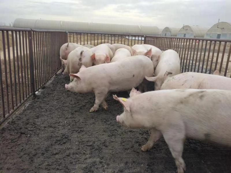 公司猪厂直供仔猪母猪配送到家。包成活