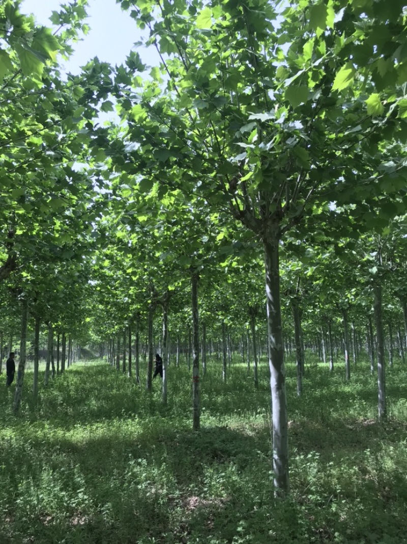 苗木精选法桐15公分法桐18公分法桐20公分法桐