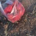 安徽亳州萝卜红皮萝卜产区直供一手货源欢迎采购
