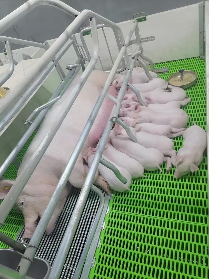 青岛养猪场育肥仔猪直供高产母猪满意付款
