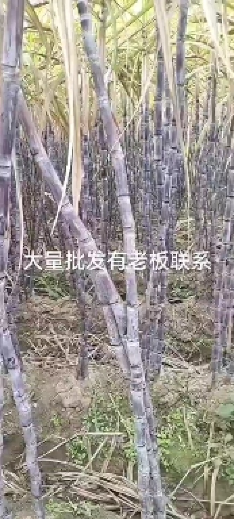 广西黑皮甘蔗糖分高口感好