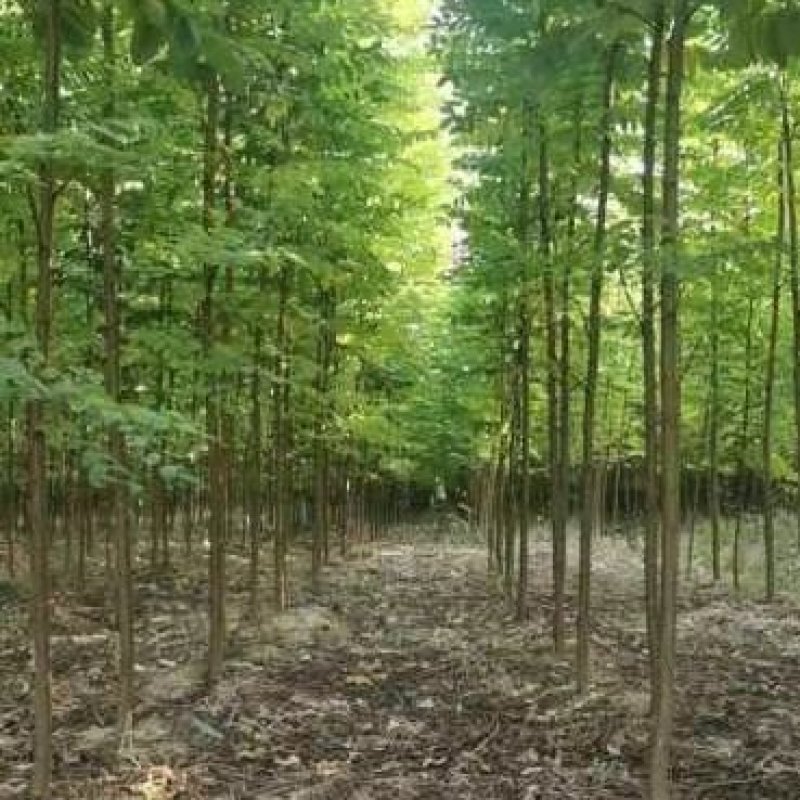 低价出售刺槐，包邮刺槐耐寒耐旱，万亩侧滑基地
