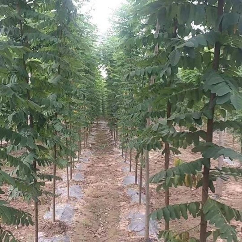 低价出售刺槐，包邮刺槐耐寒耐旱，万亩侧滑基地