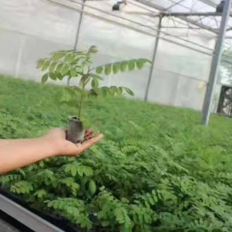 低价出售刺槐，包邮刺槐耐寒耐旱，万亩侧滑基地