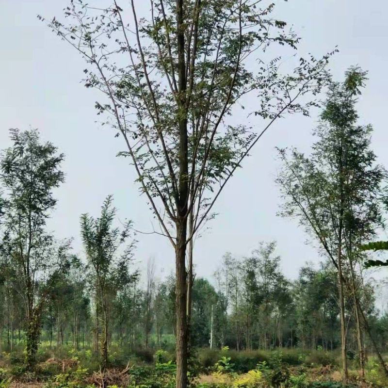 低价出售刺槐，包邮刺槐耐寒耐旱，万亩侧滑基地