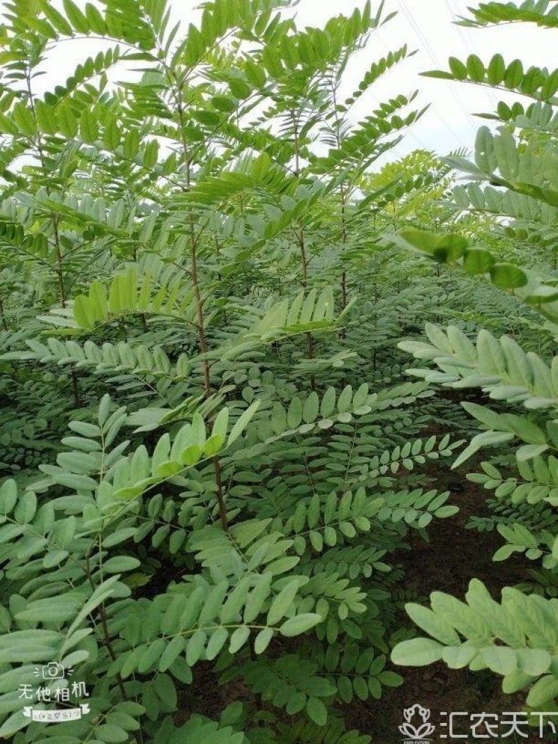 低价出售刺槐，包邮刺槐耐寒耐旱，万亩侧滑基地