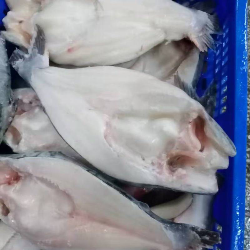 开背巴沙鱼，厂家直销一，一手货源，国内厂家生产，证件齐全