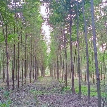 低价出售刺槐，包邮刺槐耐寒耐旱，万亩侧滑基地