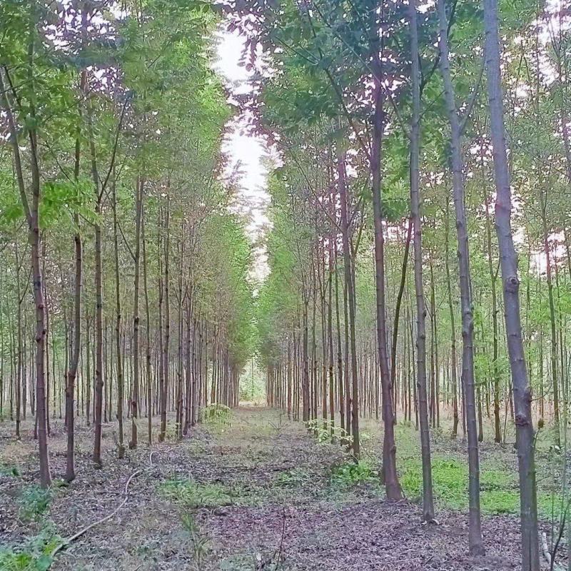 低价出售刺槐，包邮刺槐耐寒耐旱，万亩侧滑基地