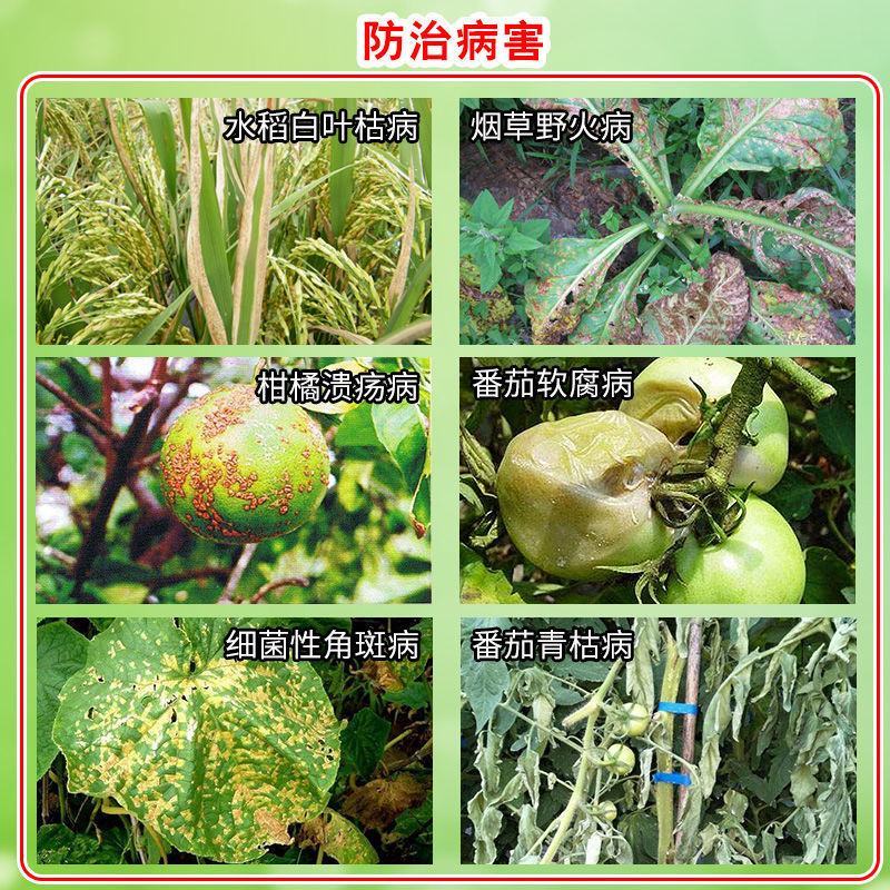 罗东20%噻森铜番茄水稻软腐病青枯水稻白叶枯病角斑细条