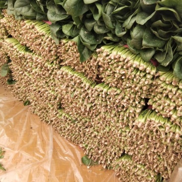 《推荐》大叶菠菜产地直发保质保量大量上市欢迎采购