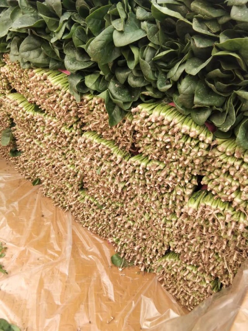 《推荐》大叶菠菜产地直发保质保量大量上市欢迎采购