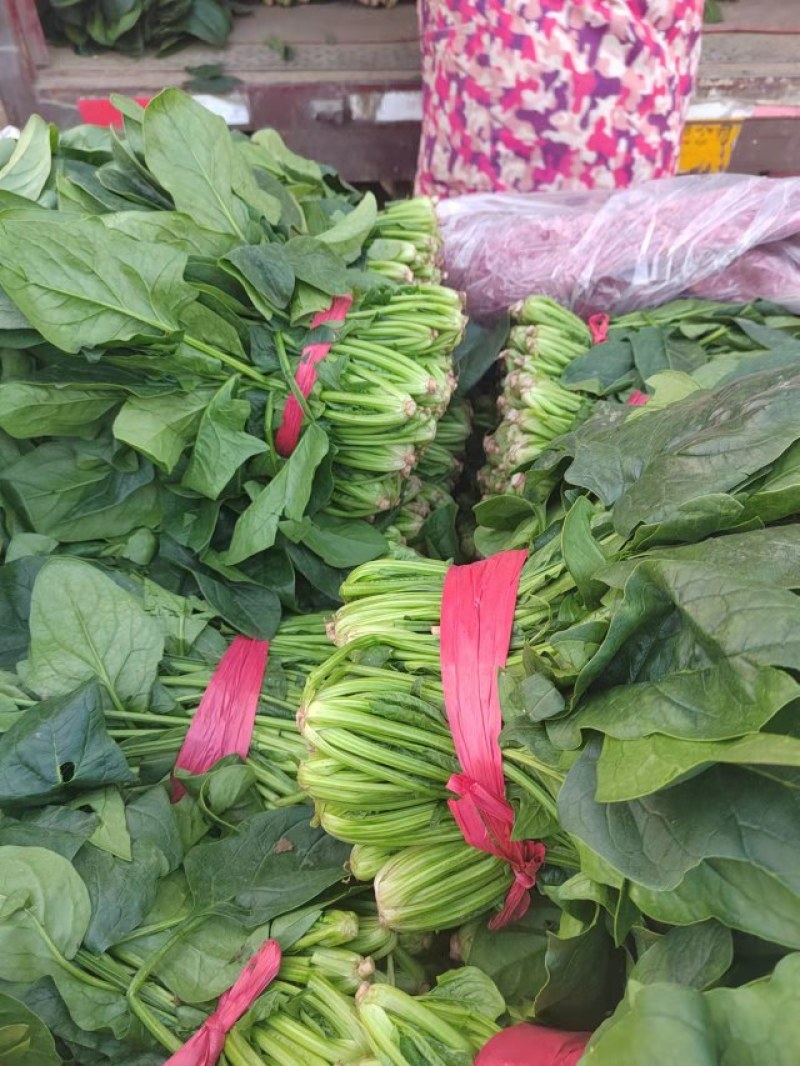 《推荐》大叶菠菜产地直发保质保量大量上市欢迎采购