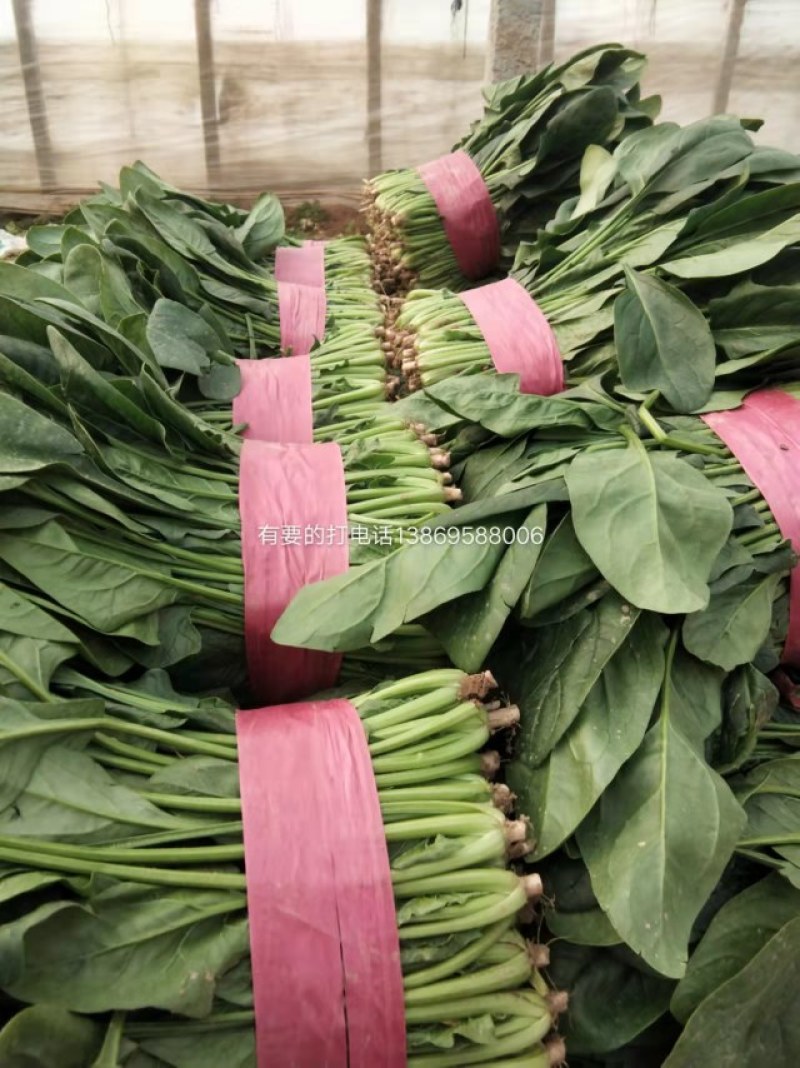 《推荐》大叶菠菜产地直发保质保量大量上市欢迎采购