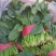 《推荐》大叶菠菜产地直发保质保量大量上市欢迎采购