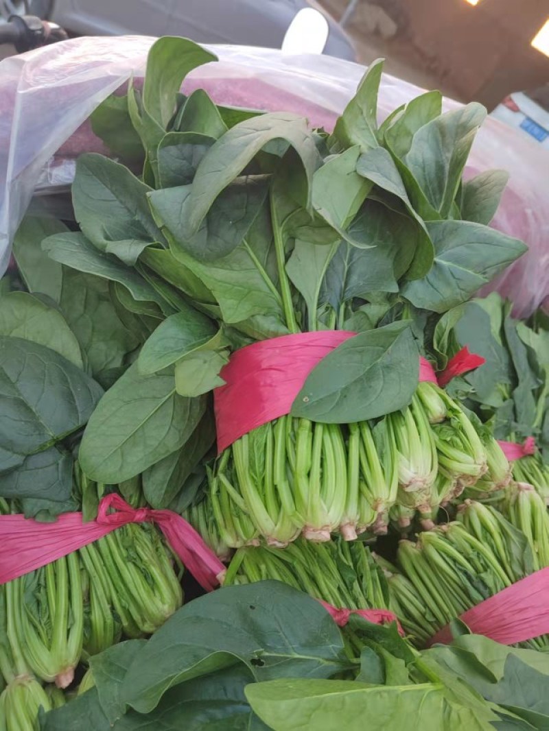 《推荐》大叶菠菜产地直发保质保量大量上市欢迎采购