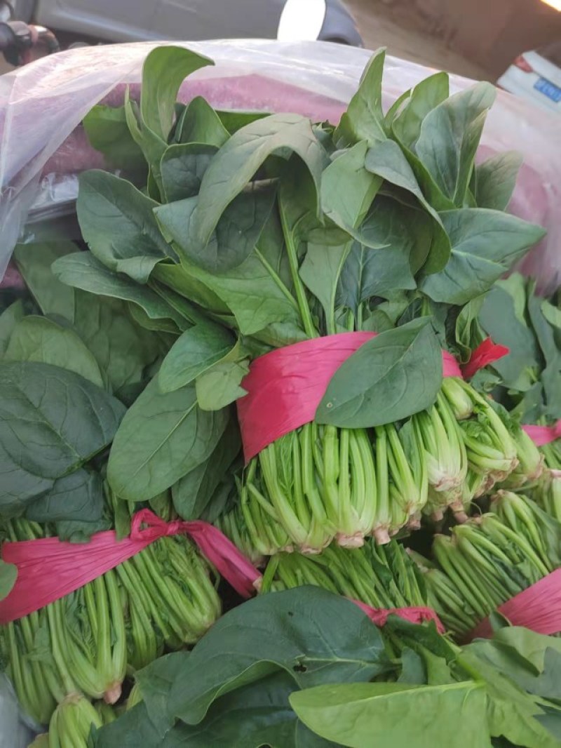 《推荐》大叶菠菜产地直发保质保量大量上市欢迎采购