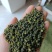 正宗江津区九叶青麻椒，麻香，长期有货，需要联系。