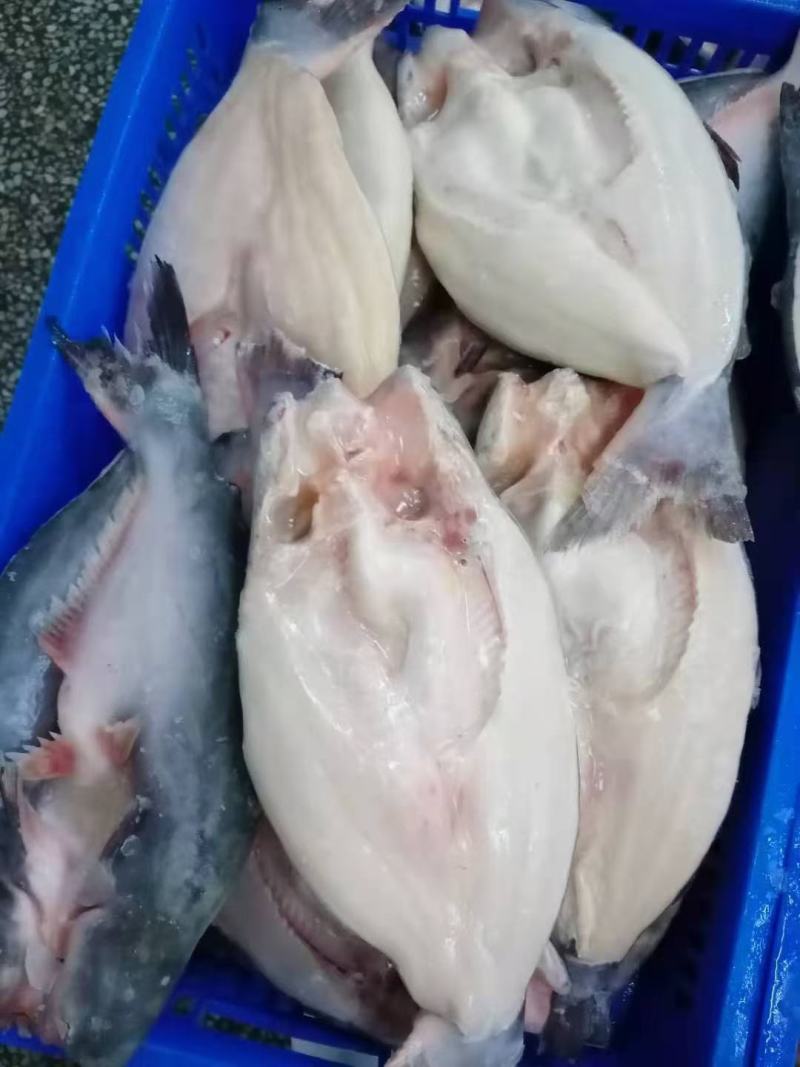 开背巴沙鱼，厂家直销一，一手货源，国内厂家生产，证件齐全