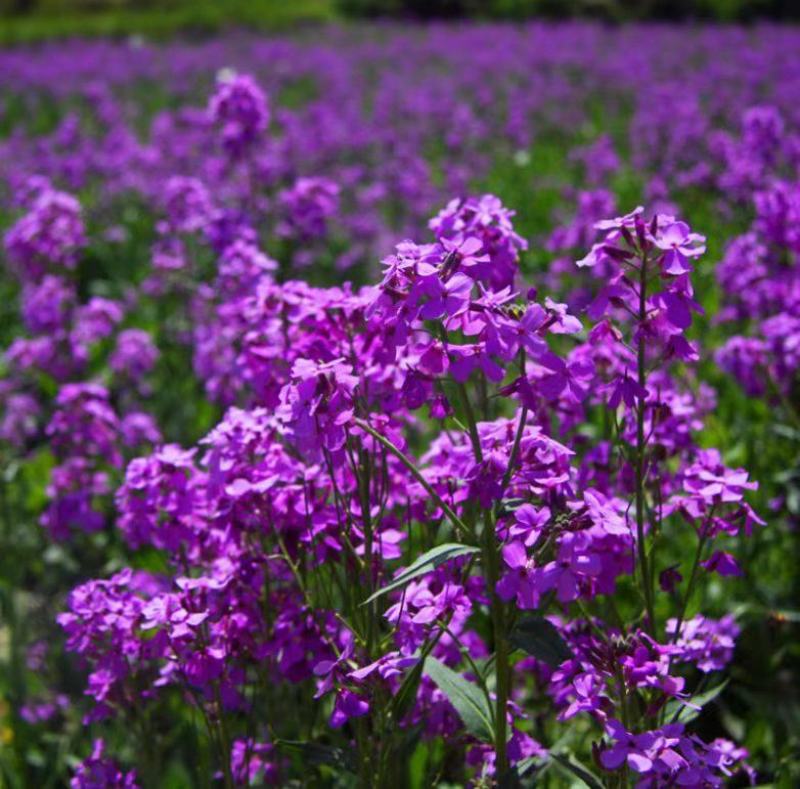 蓝香芥种子易活花卉种子欧亚香花芥花籽庭院盆栽景观花海种子