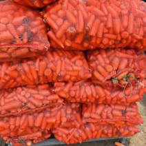 次品胡萝卜养殖胡萝卜加工均可大量一手货源