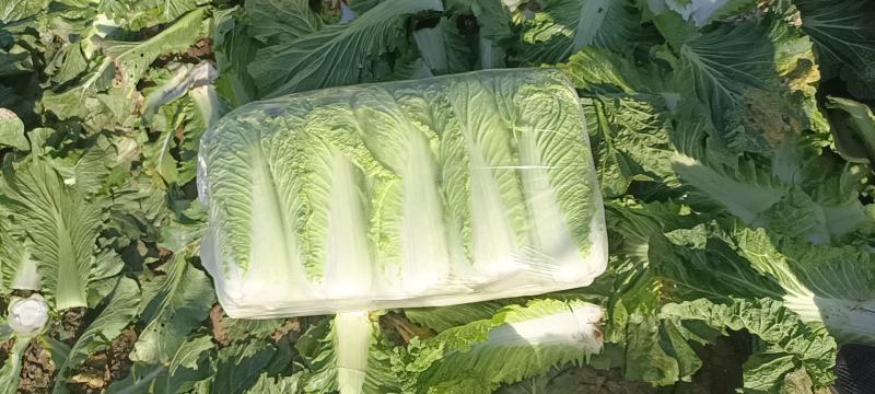 滕州大白菜基地市场酸菜厂货源充足质量保证商超对接