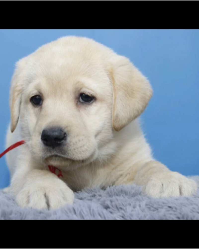 纯种拉布拉多犬幼犬活体神犬小七导盲犬黑色拉布拉多幼犬宠物