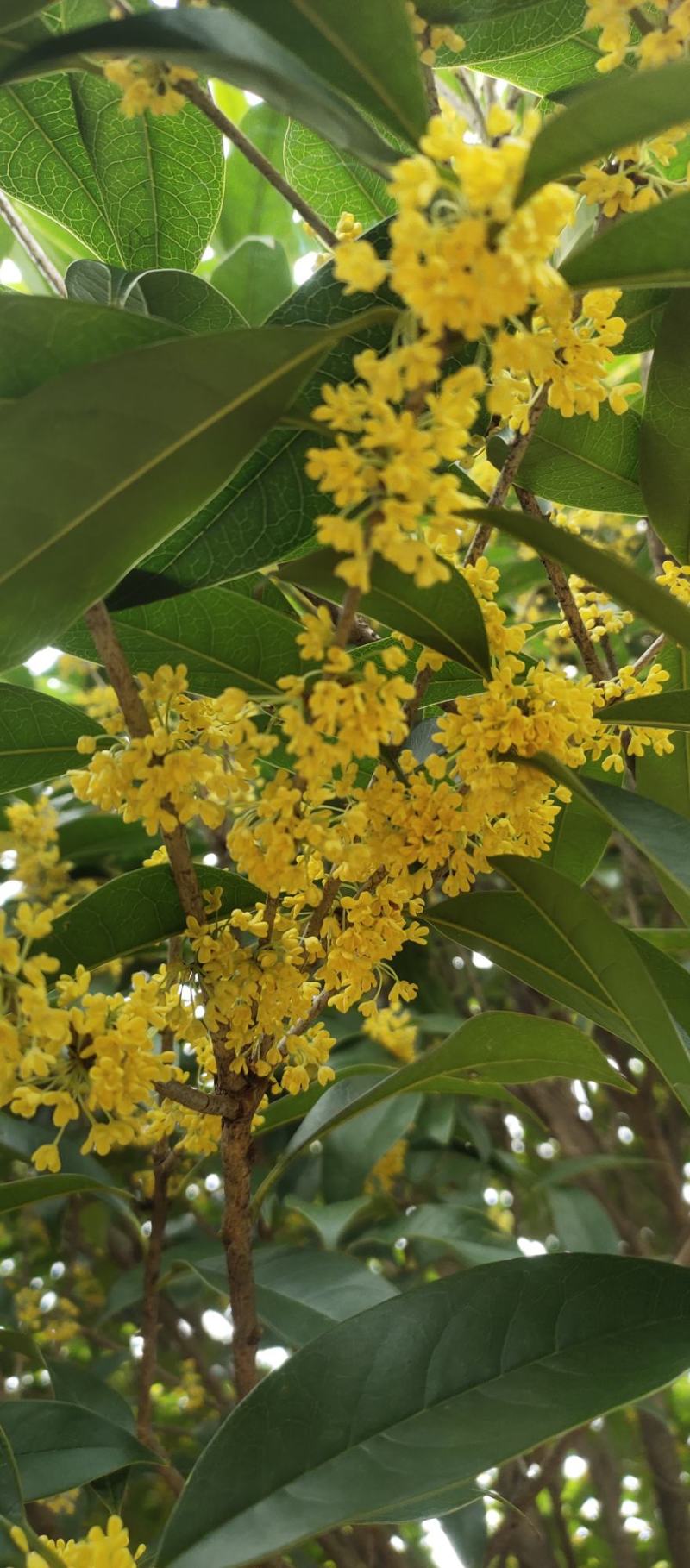 包心桂花苗桂花苗广西苗圃基地直供规格齐全成活率高