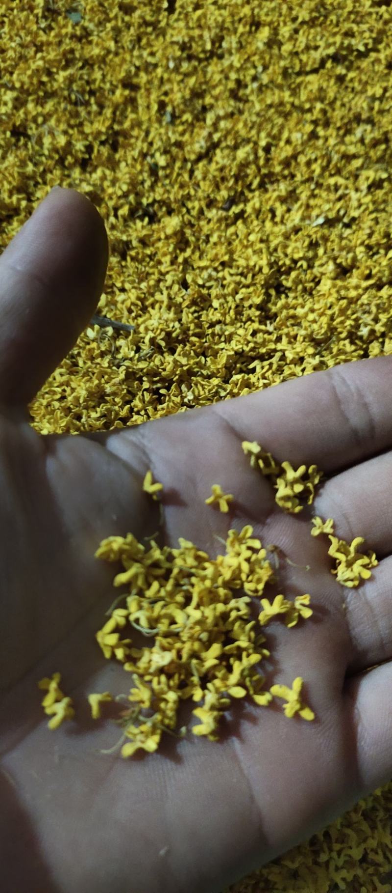 包心桂花苗桂花苗广西苗圃基地直供规格齐全成活率高