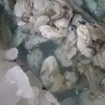 大连生蚝肉，盒装袋装，自家开肉，不带任何添加剂