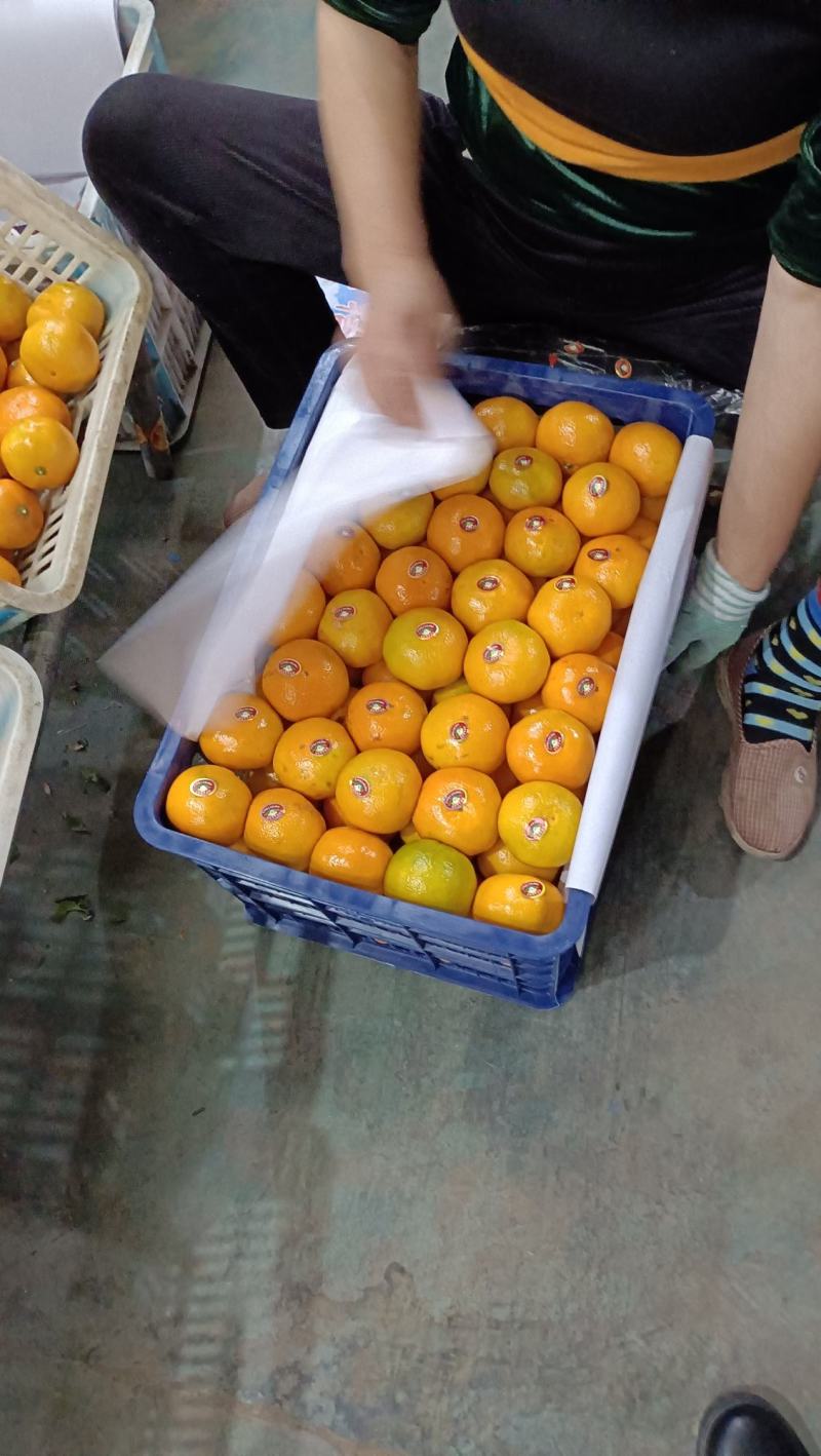 纯甜蜜橘无子无渣湖北高山蜜桔，果园现摘现发车大量上市进行