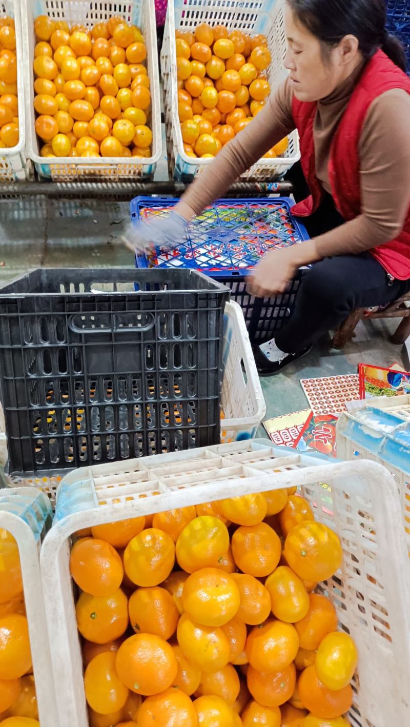 纯甜蜜橘无子无渣湖北高山蜜桔，果园现摘现发车大量上市进行