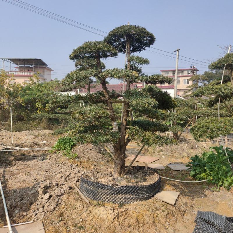 各种苗圃供应，各种规格桂花树，及各种绿花苗木，可实地考察