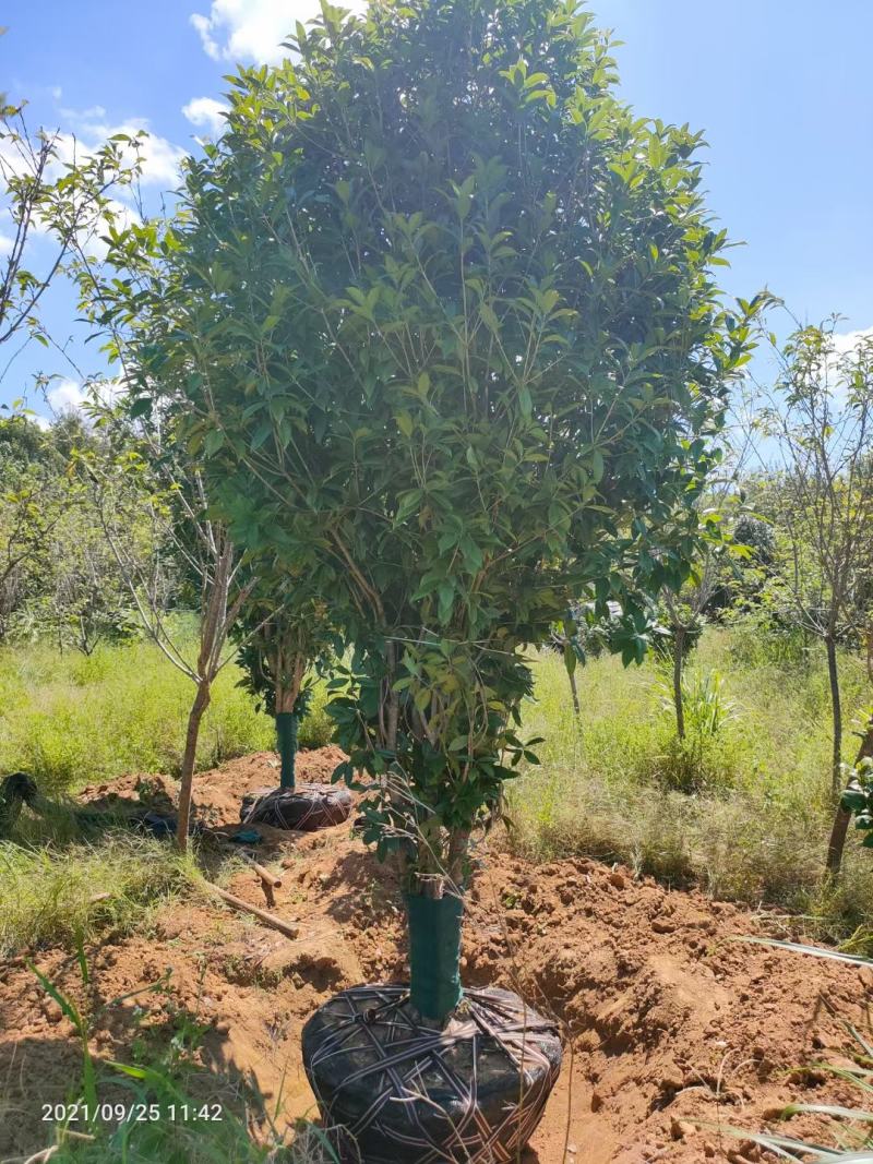 各种苗圃供应，各种规格桂花树，及各种绿花苗木，可实地考察