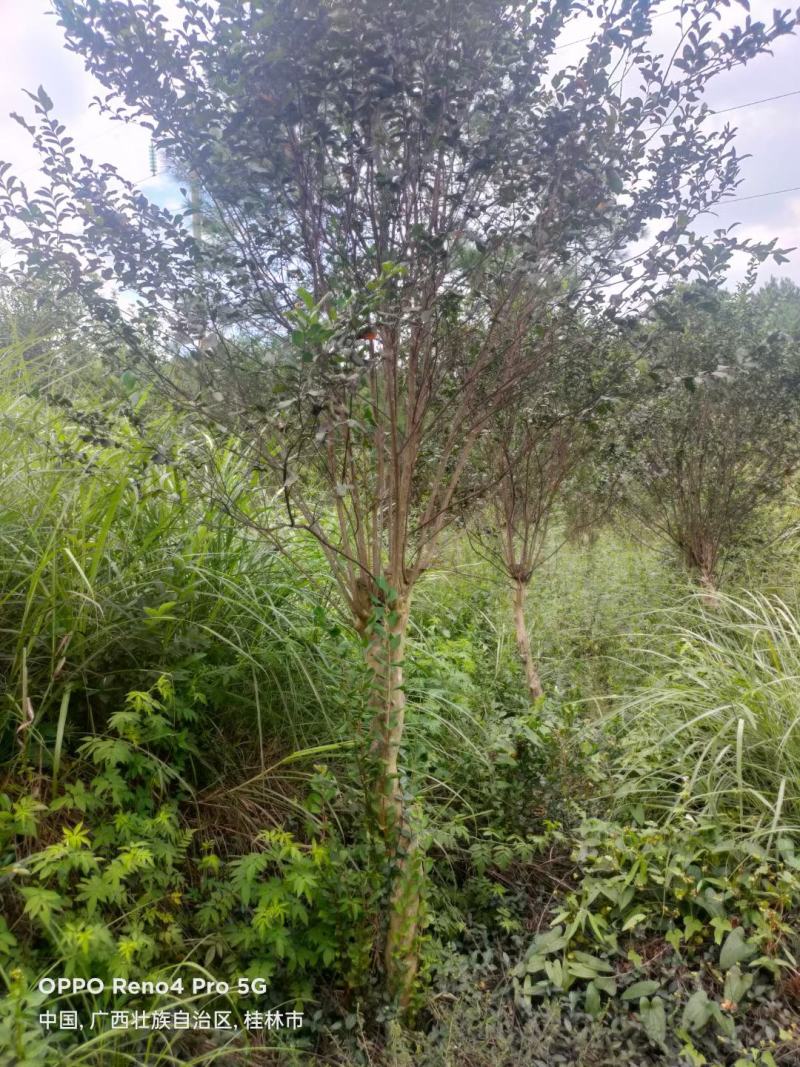 各种苗圃供应，各种规格桂花树，及各种绿花苗木，可实地考察