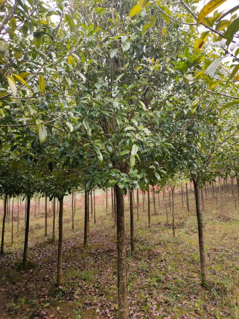 各种苗圃供应，各种规格桂花树，及各种绿花苗木，可实地考察