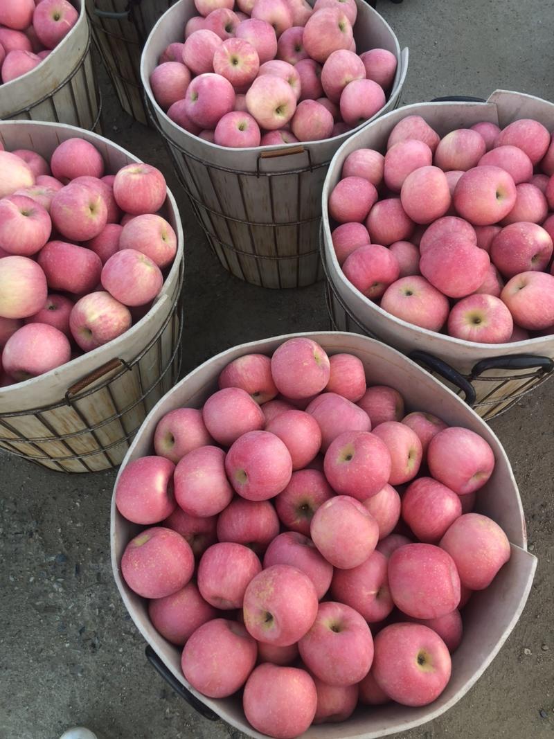 纸袋嘎拉苹果山东烟台栖霞苹果大量上市欢迎前来选购