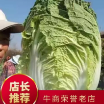 湖北大白菜黄心，青杂产地直发一手货源质量保证