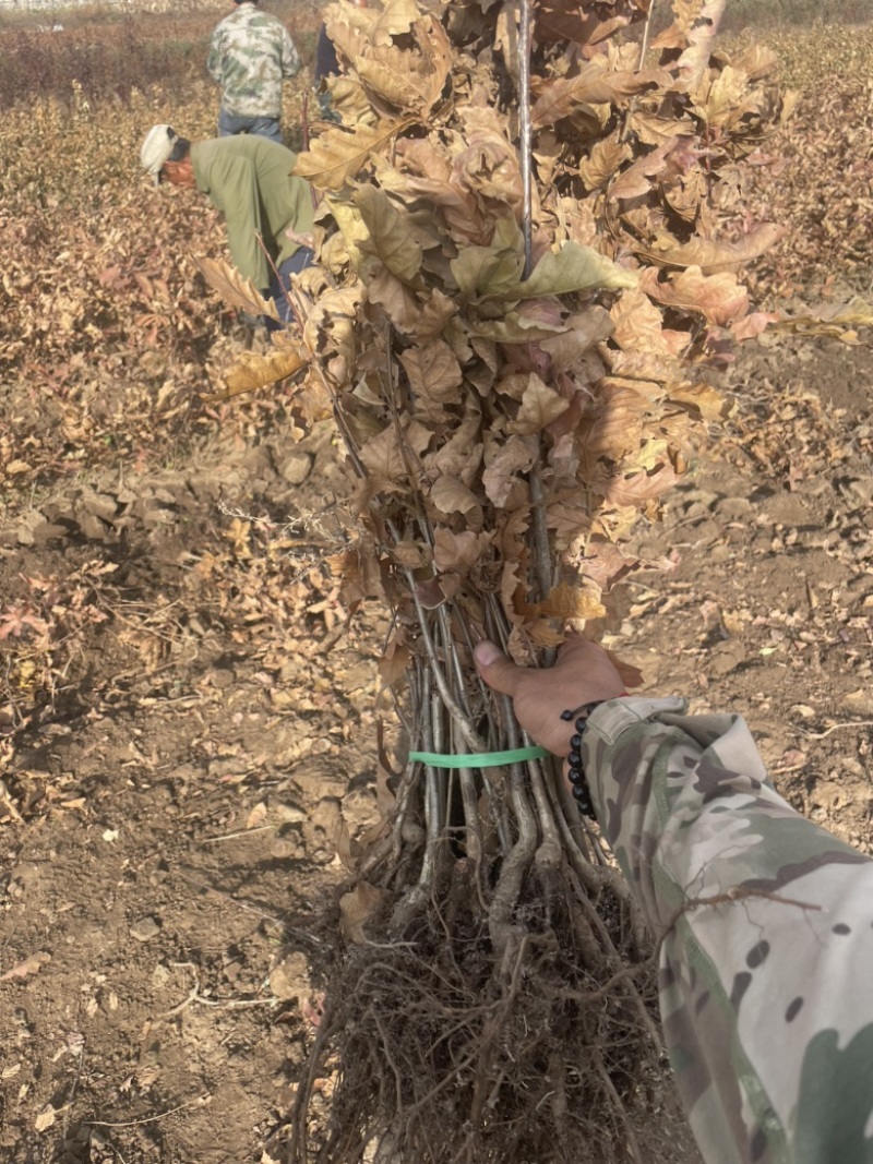 预售辽东栎苗蒙古栎柞树苗橡树苗一年二年苗