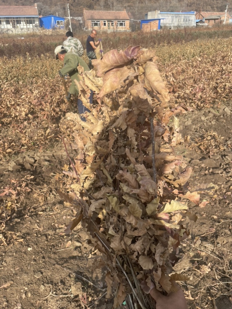 预售辽东栎苗蒙古栎柞树苗橡树苗一年二年苗